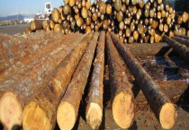 美国花旗松有什么材质特性 怎样给它分等级