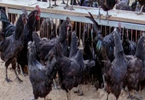 鸡死了没放血还能不能吃 鸡怎么杀