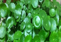 铜钱草与镜面草有什么不同 有以下四个方面