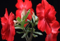 沙漠玫瑰是否有毒性 该怎么栽培