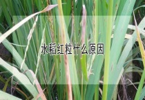 水稻红粒什么原因？