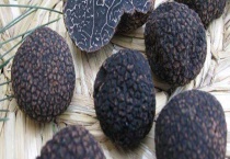 黑松露是什么东西 附生长环境和营养价值介绍