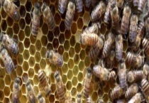 工蜂产卵后能活多久 附其产卵特征