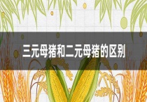 三元母猪和二元母猪的区别？