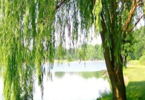 柳树种子的传播方式 分别介绍柳树的品种