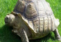 养什么乌龟招财比较好？乌龟是招财的吗？