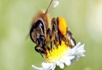 被一只马蜂蛰了有事吗 被蛰后怎样多久？