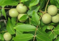 核桃落花落果怎么办？