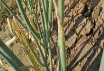 葱出现病虫害用什么农药 不同情况使用的药剂也不同