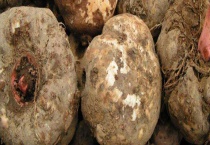 芋头与魔芋的区别？ 从外形、产地、口味、用途上区分