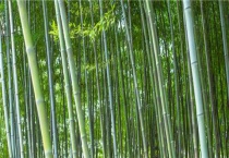 农村竹子加工项目