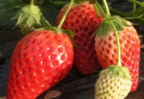 草莓上有白色的东西是什么？