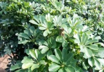 鸭脚木是招财树吗？