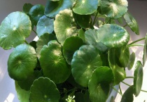 适合室内养的水生植物
