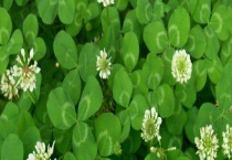 二十四节气的由来及含义 附详细解说