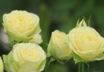 月季花生白灰灰怎么办？