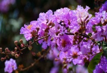 紫薇花有毒吗？