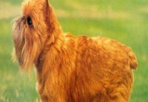 狗狗翻肠子怎么办？附症状和原因？