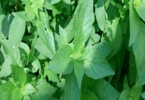 荆芥和薄荷的区别？