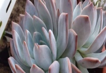 多肉橙梦露和芙蓉雪莲的区别？