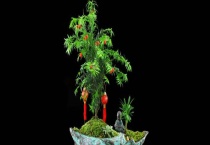 红豆杉盆景养殖方法 红豆杉盆景养护注意事项