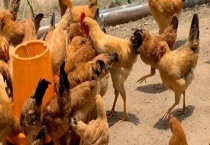 土鸡养殖成本计算 附养殖投资成本概算及养鸡利润分析