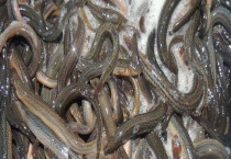 泥鳅的生活习性 怎么繁殖