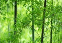 哪些植物被选为贵阳市的市花市树 这四种植物均被选中