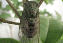 蝉什么月份出土