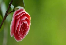 茶花根烂了怎么办 有哪些原因？