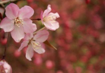 海棠花夏天会掉叶子吗？