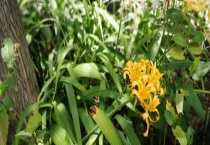 忽地笑和彼岸花有什么不同 它们的花语是什么？