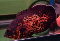 锦鲤和地图能混养吗？