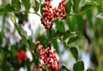 凤椒的特点有什么 其树苗的价格大概多少？