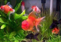 为什么养鱼养单不养双