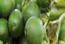 槟榔的产地分布 槟榔的产地环境