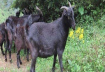 南方山区养什么品种的羊好？主要的山羊品种有哪些？