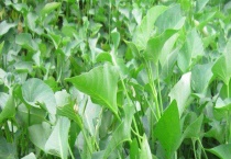 空心菜种子价格及种植方法 附常见品种