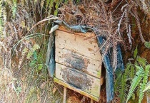 农村诱蜂秘方及注意事项 附具体说明