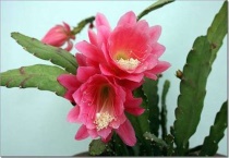 令箭荷花顶芽用去除吗？