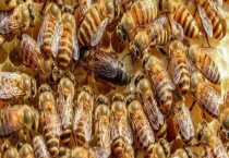 意蜂什么时候开始春繁 附保温防冻