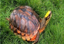 金钱龟品种介绍 不同品种的外形和分布地区不同