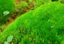 水苔和青苔的区别？