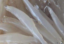 白肌银鱼多少钱一斤 附银鱼的营养价值