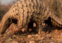 穿山甲会爬树吗？