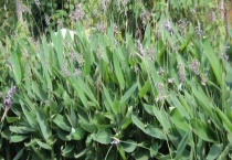 再力花与梭鱼草的区别？ 外表相似但也有区别？