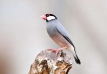 文鸟养多久跟人熟