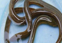 黄鳝的生活习性 附生殖季节