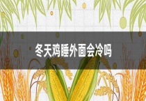 冬天鸡睡外面会冷吗？