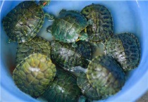 乌龟怎么分公母